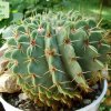 Notocactus_ buiningii_ 01